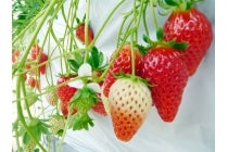 【春日井・瀬戸発】*日帰り昼食付*『知多森牧場のヒレステーキランチといちご狩り』2